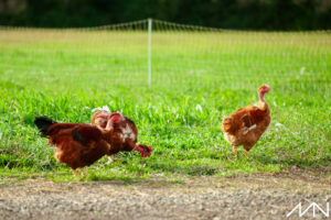 3 chapons dans l'herbe